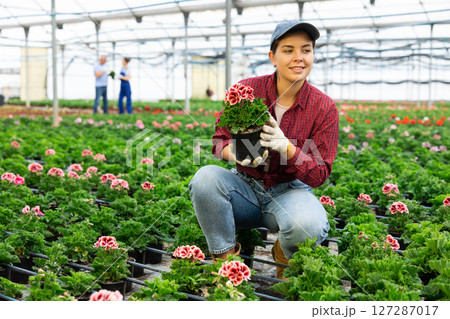 Young woman worker sitting down holding a pot of geranium flower in greenhouse Young woman worker sitting down holding a pot of geranium flower in greenhouse 127287017