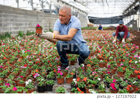 Senior male chief agronomist inspects young balsam seedlings before sending them to customer 127287022