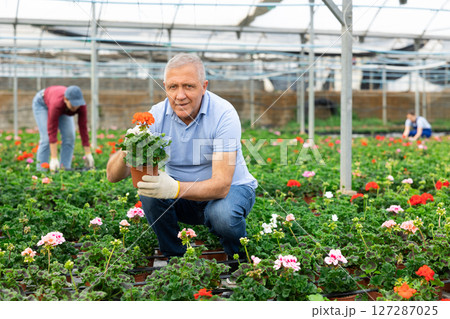 mature male staff of wholesale warehouse of plants inspects geranium before sending order abroad 127287025