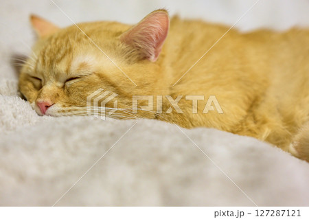 ふわふわの毛布で気持ちよさそうに眠る猫　茶トラ短足マンチカン 127287121