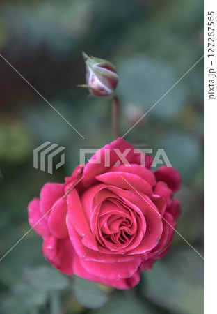 Pretty Red Rose Flowers 'Precious Time' on Green leaf background. Pretty Red Rose Flowers 'Precious Time' on Green leaf background. 127287565