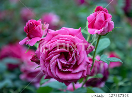 Beauty Rosa Flowers 'Charisma' on Dark green leaf background. Beauty Rosa Flowers 'Charisma' on Dark green leaf background. 127287598