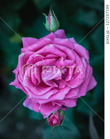 Pretty Rosa Flowers 'Charisma' on Dark green leaf background. 127287599