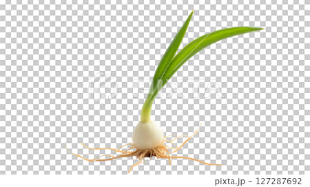 A rice seedling emerges with a delicate shoot at the pointed end of the grain, while a small white root stretches below, indicating the start of its growth journey. 127287692