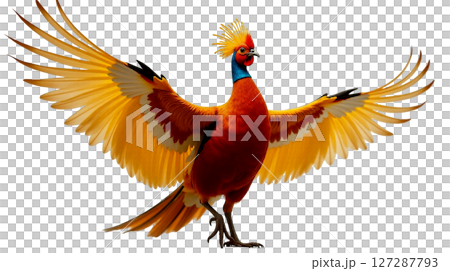 A male golden pheasant showcases its stunning yellow crest and vivid orange-black cape feathers in full display. The wings are fully extended, illustrating the bird's magnificent beauty and colors. 127287793