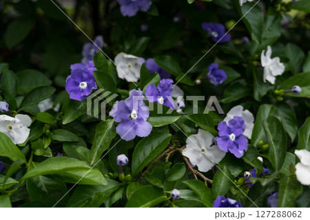 Brunfelsia at the Botanical Garden in Georgia. Purple and white flowers Brunfelsia at the Botanical Garden in Georgia. Purple and white flowers 127288062