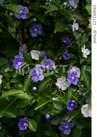 Brunfelsia at the Botanical Garden in Georgia Purple and white flowers 127288063