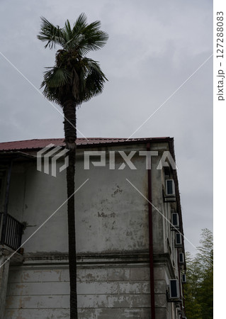 lonely palm tree against the background of an old building and an overcast sky lonely palm tree against the background of an old building and an overcast sky 127288083