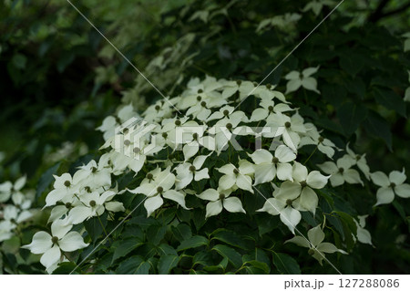 Deren Kousa at the Botanical Garden of Georgia. white flowers Deren Kousa at the Botanical Garden of Georgia. white flowers 127288086