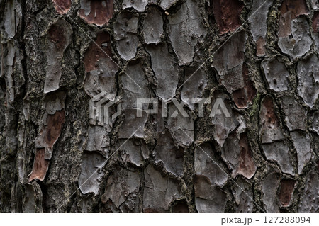 The bark of the cedar tree. cora background. Close-up of the bark The bark of the cedar tree. cora background. Close-up of the bark 127288094