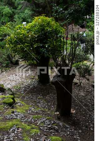 Botanical garden in Georgia. shrubs in the garden 127288104