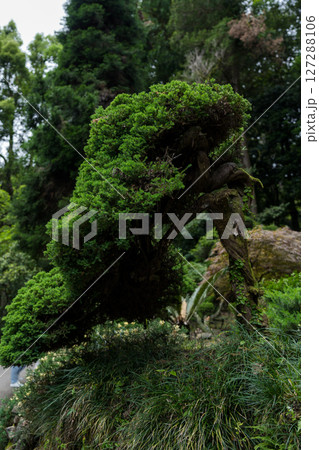 Japanese garden in the Botanical Garden of Georgia. Asian plants Shrubs 127288106