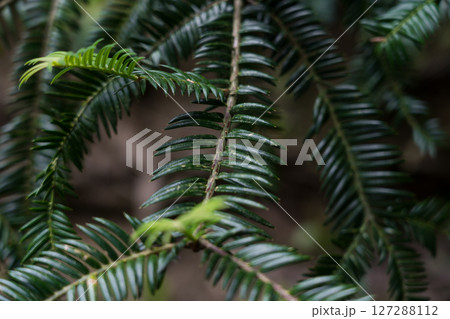 Branches of Cephalotaxus harringtonii close-up. Botanical Garden of Georgia Branches of Cephalotaxus harringtonii close-up. Botanical Garden of Georgia 127288112