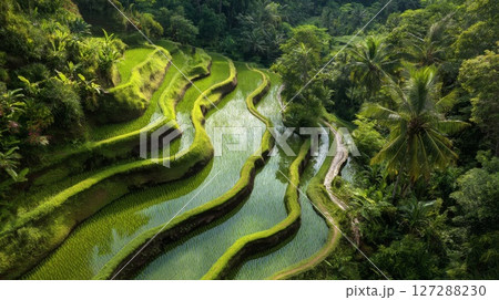 Lush Green Rice Terraces in Bali 127288230