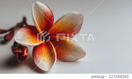 Red and White Plumeria Blossom with Water Droplets 127288563