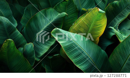 Dark Green Tropical Leaves Texture Background Dark Green Tropical Leaves Texture Background 127288771