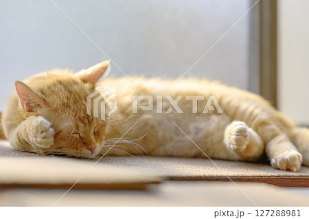 ぽかぽか陽だまりで眠る茶トラのマンチカン 127288981