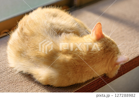 日差しの中で丸くなって眠る茶トラ猫 日差しの中で丸くなって眠る茶トラ猫 127288982