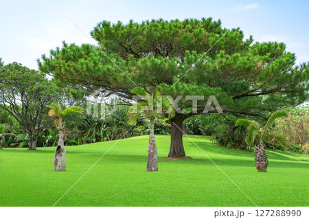 鮮やかな芝生と樹々が広がる石垣島の自然 石垣やいま村 鮮やかな芝生と樹々が広がる石垣島の自然 石垣やいま村 127288990