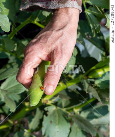 Farmer holding broad bean pod with ladybug. Agriculture. Farmer holding broad bean pod with ladybug. Agriculture. 127289043
