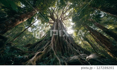 Ancient Tree in Lush Green Forest Sunlight Canopy 127289201