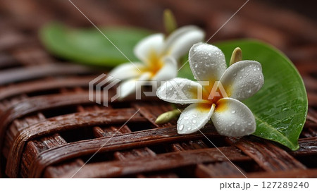 White Plumeria Flowers with Dew Drops on Brown Woven Mat White Plumeria Flowers with Dew Drops on Brown Woven Mat 127289240