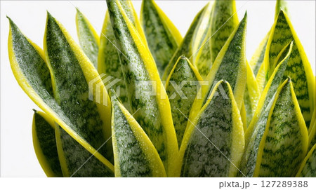 Closeup of Variegated Green and Yellow Plant Leaves with Water Droplets 127289388