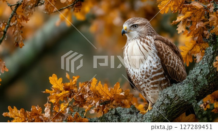 Brown and White Hawk Perched on Autumn Branch 127289451
