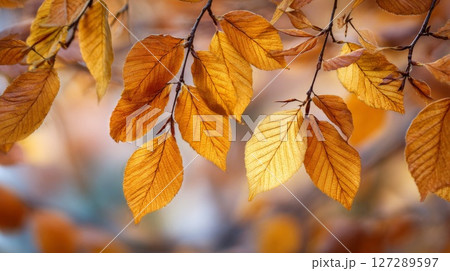 Orange and Gold Autumn Leaves on Branches 127289597