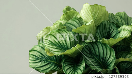 Closeup of Lush Green Plant with Detailed Leaf Veins 127289598