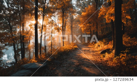 Autumn Forest Path at Sunrise 127289634