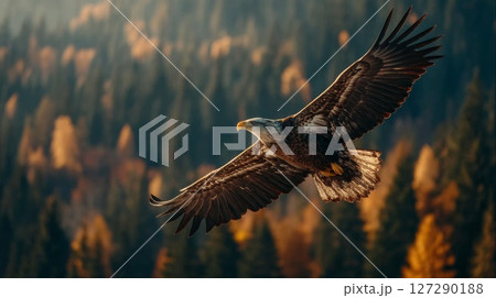 Majestic Eagle in Flight Over Autumn Forest 127290188