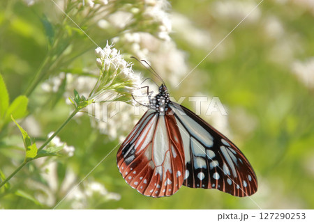 蝶 8 フジバカマに来たアサギマダラ 蝶 8 フジバカマに来たアサギマダラ 127290253