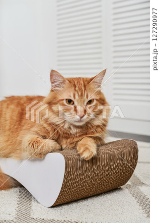 cat lying on the modern cardboard scratching post 127290977