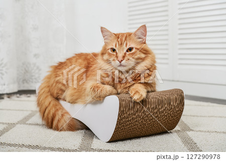 cat lying on the modern cardboard scratching post 127290978
