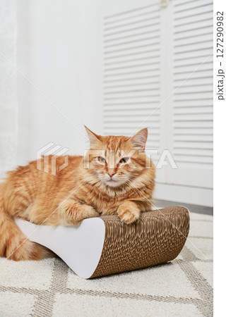 cat lying on the modern cardboard scratching post 127290982