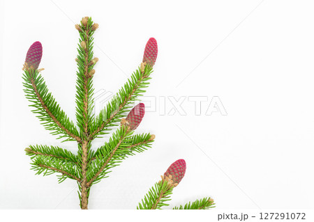Red young spruce cones 127291072