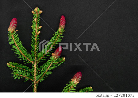 Red young spruce cones Red young spruce cones 127291073