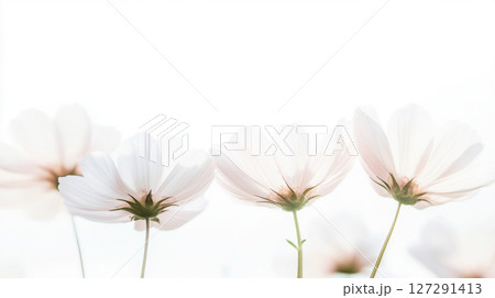 Pastel-colored cosmos flowers overlapping softly, ideal for poster, print, floral background 127291413