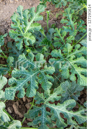 A young watermelon bush grows in the garden on the ground A young watermelon bush grows in the garden on the ground 127291614
