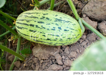 Unripe melon on a branch, unripe melon fruit growing in the garden 127291618