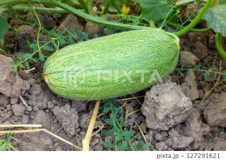 Unripe melon on a branch, unripe melon fruit growing in the garden 127291621