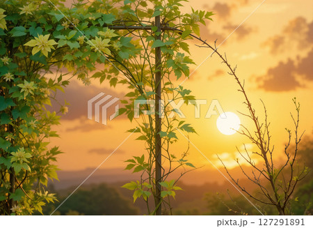 red maple leaves on sunset 127291891