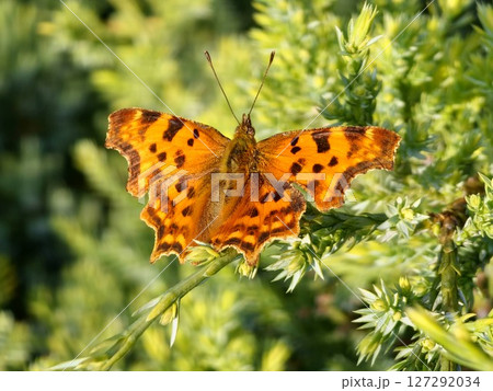Natural closeup on a colorful Orange Comma butterfly, Polygonia c-album with spread wings Natural closeup on a colorful Orange Comma butterfly, Polygonia c-album with spread wings 127292034