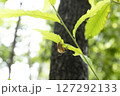 セミの抜け殻 127292133