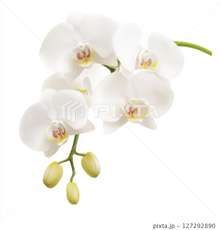 Minimalistic orchid flower on pure white background, elegant botanical beauty in bright, natural light for floral product photography. 127292890