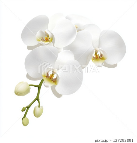 Minimalistic orchid flower on pure white background, elegant botanical beauty in bright, natural light for floral product photography. 127292891