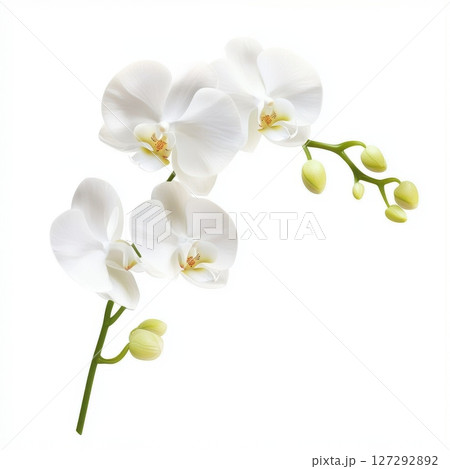 Minimalistic orchid flower on pure white background, elegant botanical beauty in bright, natural light for floral product photography. Minimalistic orchid flower on pure white background, elegant botanical beauty in bright, natural light for floral product photography. 127292892