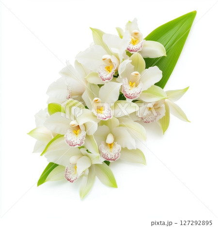 Minimalistic orchid flower on pure white background, elegant botanical beauty in bright, natural light for floral product photography. 127292895