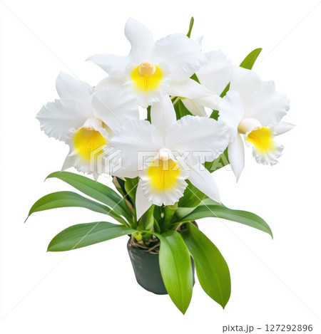 Stunning orchid flower with crisp white background, showcasing delicate petals and natural curves, perfect for modern botanical design. Stunning orchid flower with crisp white background, showcasing delicate petals and natural curves, perfect for modern botanical design. 127292896